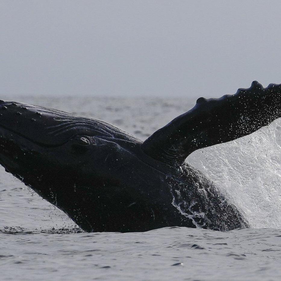 Passengers on B.C. whale watching boat hurt after 'surprise encounter' with humpback